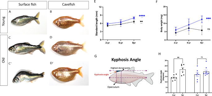 Fig. 1: Body condition changes in aged fish. Young surface fish.