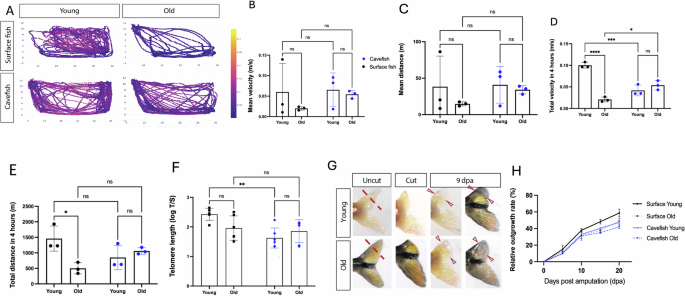 Fig. 2: Swimming performance, telomere length, and caudal fin regeneration in aged fish.