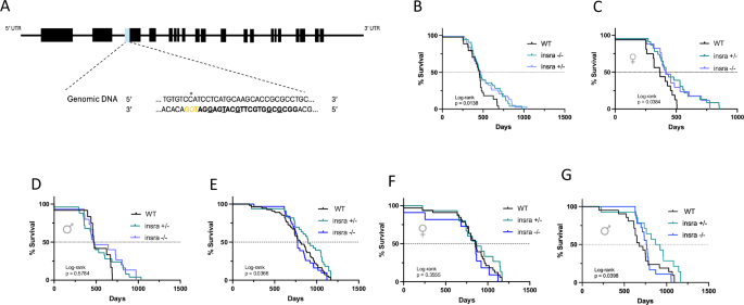 Fig. 3: Longevity analysis of insulin receptor a (insra) mutant zebrafish.