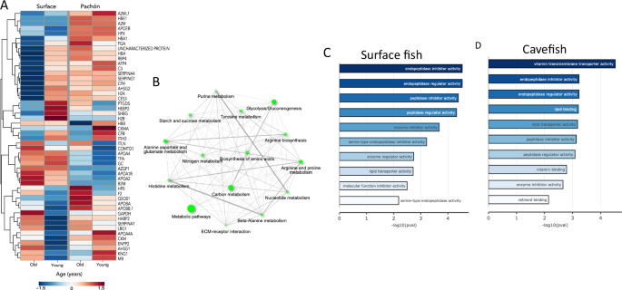 Fig. 4: Serum proteomic analysis in cavefish and surface fish populations.