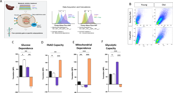 Fig. 5: Metabolic reprogramming of energy source in old and young fish.