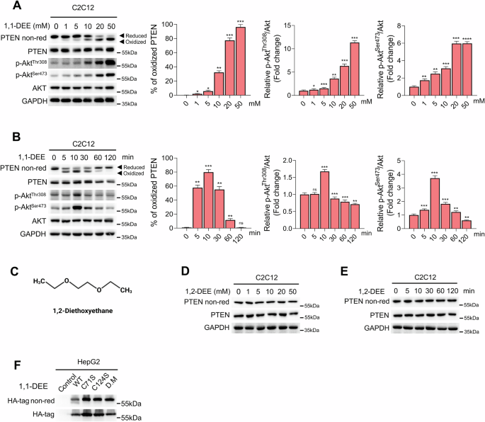 Fig. 2: 1,1-DEE induced reversible oxidative inactivation of PTEN and activation of Akt.