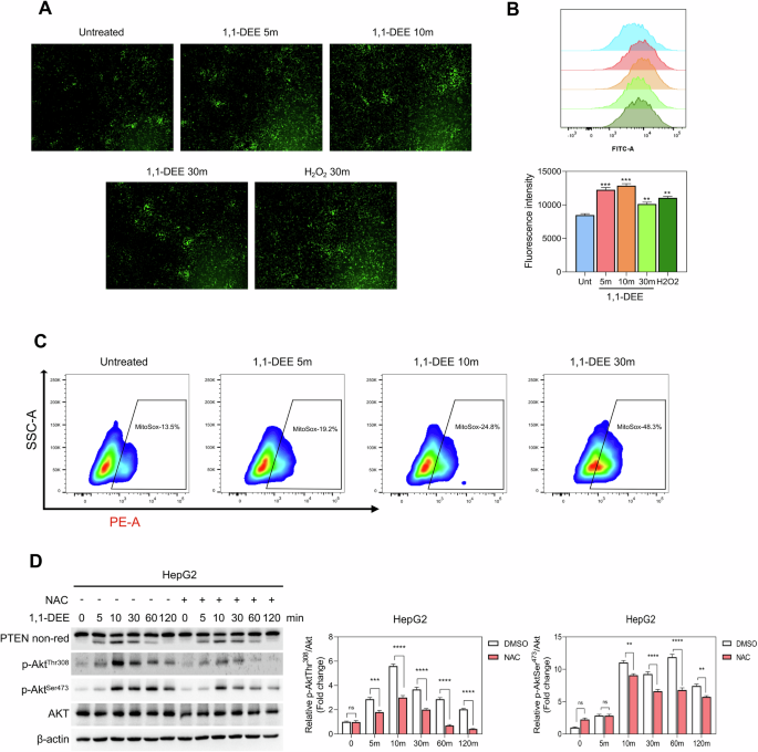 Fig. 3: 1,1-DEE enhanced production of mitochondrial reactive oxygen species.