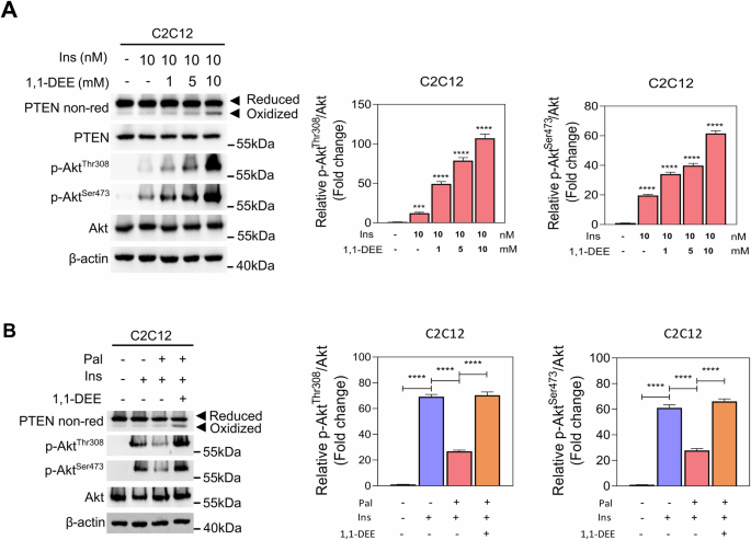 Fig. 4: 1,1-DEE treatment improved insulin sensitivity through regulation of PTEN/Akt signaling.