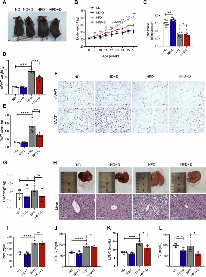 Fig. 6: 1,1-DEE treatment alleviated body weight gain and dyslipidemia in mice fed the HFD.