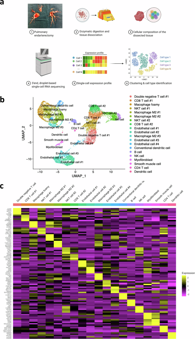 Fig. 1: Single-cell RNA sequencing identifies 20 distinct cell populations in human pulmonary endarterectomy specimens.