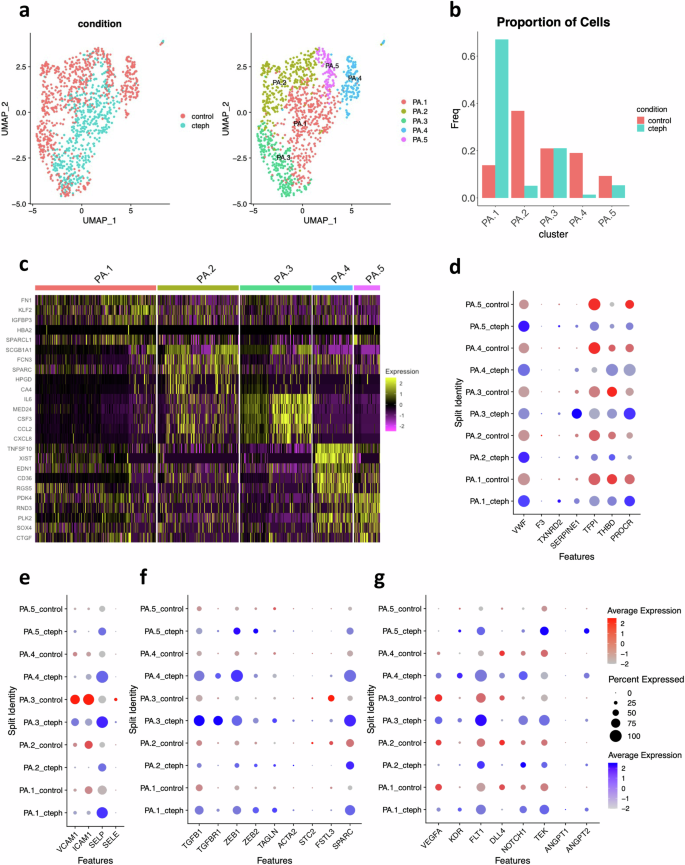 Fig. 5: Analysis of gene expression in endothelial cells expressing PA endothelial markers exclusively.