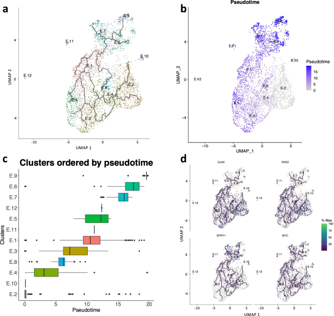 Fig. 6: Trajectory analysis of endothelial cells.