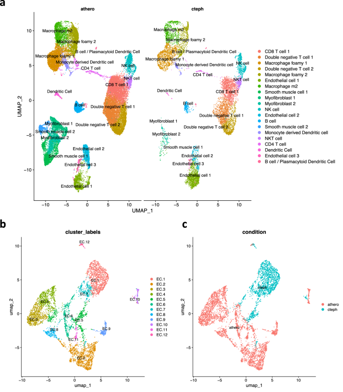 Fig. 7: Comparison of CTEPH pulmonary endarterectomy specimens with atherosclerosis surgical specimens.