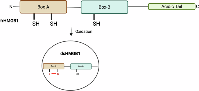 Fig. 1: Schematic representation of HMGB1 structure.