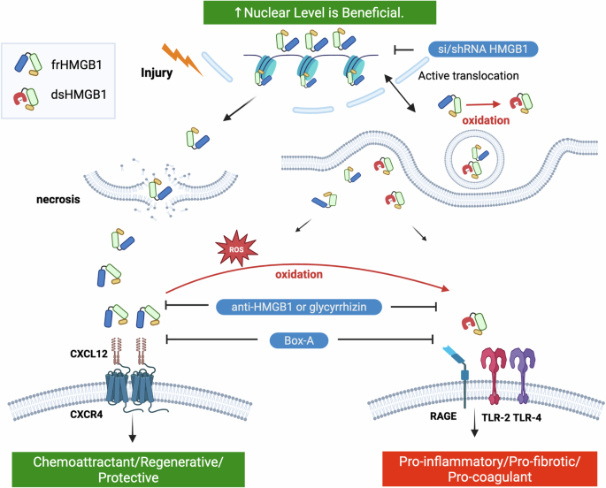 Fig. 3: Schematic summary of HMGB1 signalling in the myocardium.