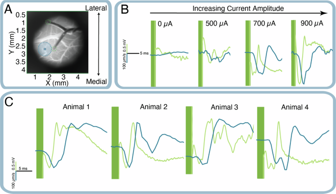 Label-free functional imaging of vagus nerve stimulation-evoked potentials at the cortical surface