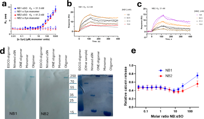 Fig. 1: Binding of NB1 and NB2 to αSOs and monomeric α-Syn.