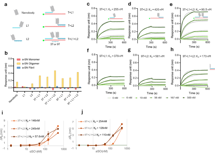 Fig. 3: Dimerization of nanobody NB1 using DNA scaffolds of different lengths.