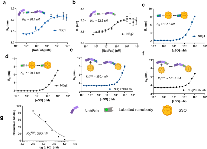 Fig. 4: FIDA analysis of the binding affinities of different complexes between NabFab, the grafted nanobodies NBg1 and NBg2 and αSOs.