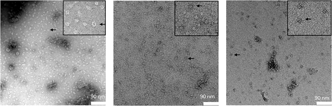 Fig. 6: TEM analysis of αSOs alone and in complex with binding partners.
