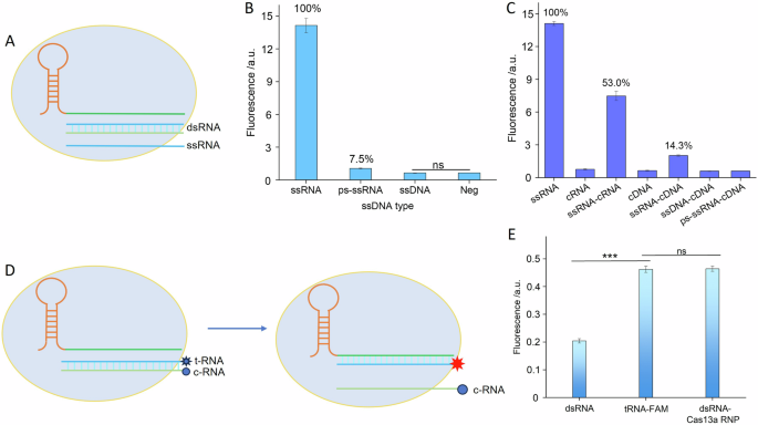 Fig. 1: Investigation of different types of activation triggers for Cas13a RNP.