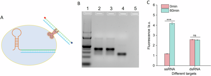Fig. 2: Investigation of the trans-cleavage ability of Cas13a RNP on dsRNA.