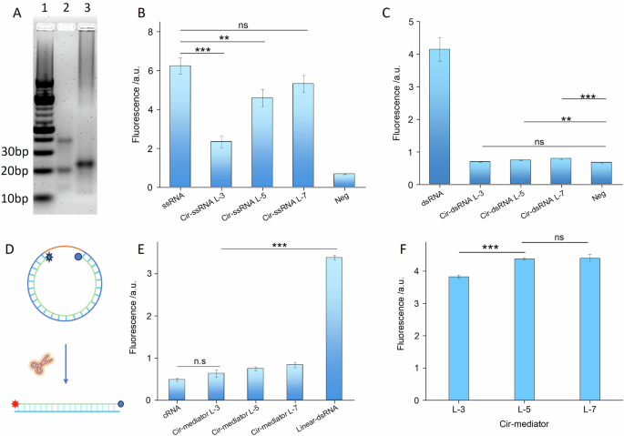 Fig. 3: Characterization of the RNA-Nanocircle.