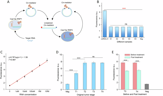 Fig. 5: The application of Cas13a-based autocatalytic biosensor (Cas13a-autosensor-2).