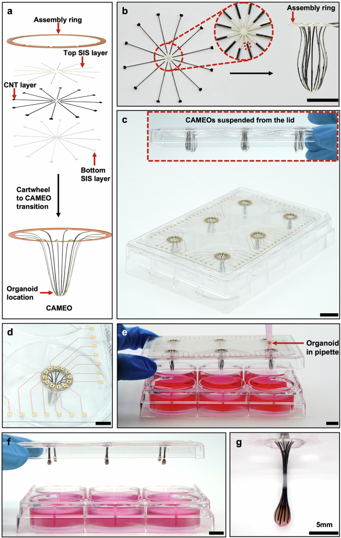 Fig. 1: Design and integration of CAMEOs with brain organoids.