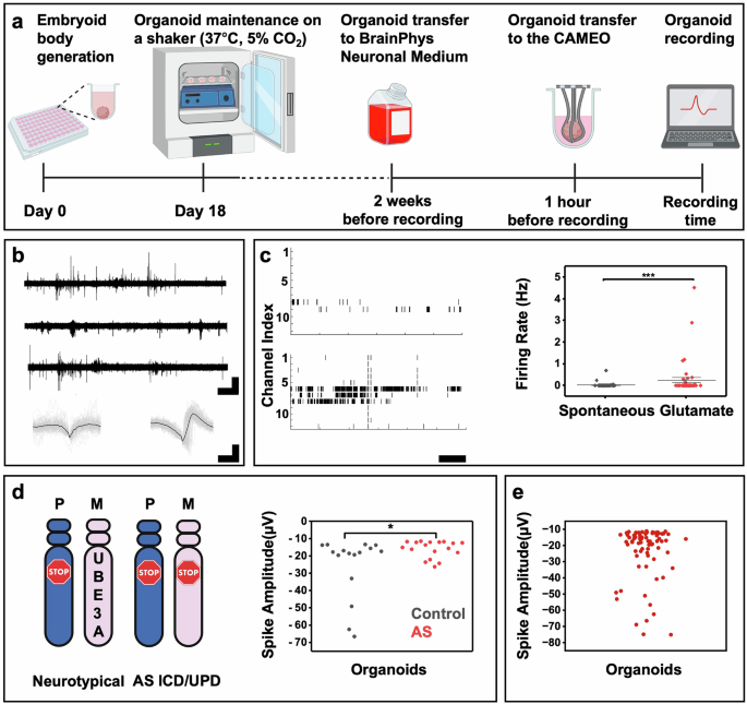 Fig. 4: Electrophysiological recordings of brain organoids using CAMEOs.