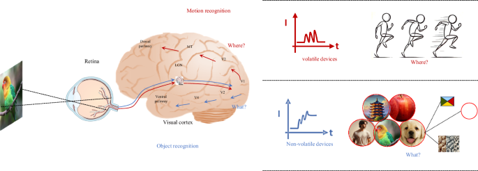 Fig. 1: Parallel processing in visual pathways.
