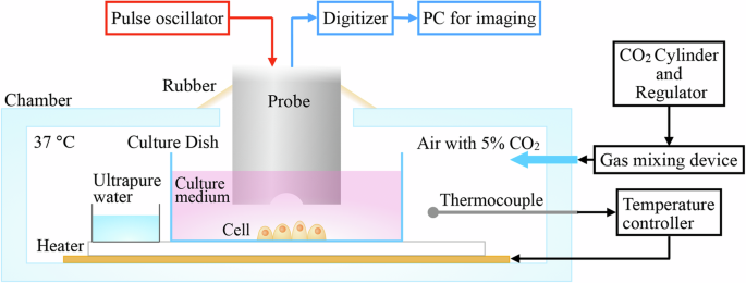 Time course observation of cross-sectional shape of iPS cell colony using ultrasound spectroscopic imaging