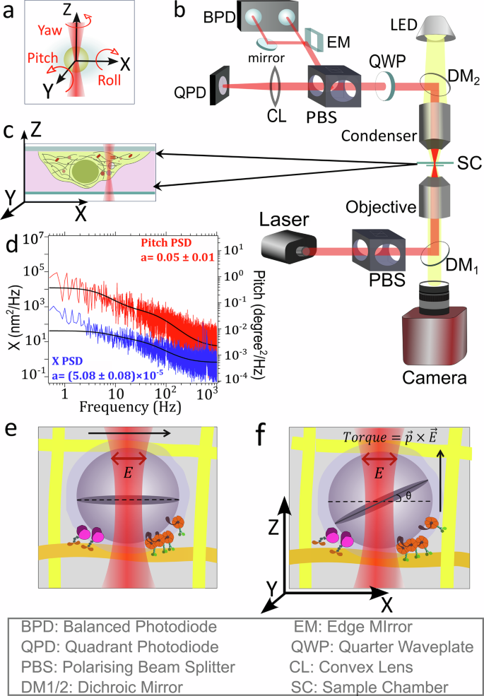 Fig. 1: Schematic for study of pitch rotation and translation of phagosomes inside cell.