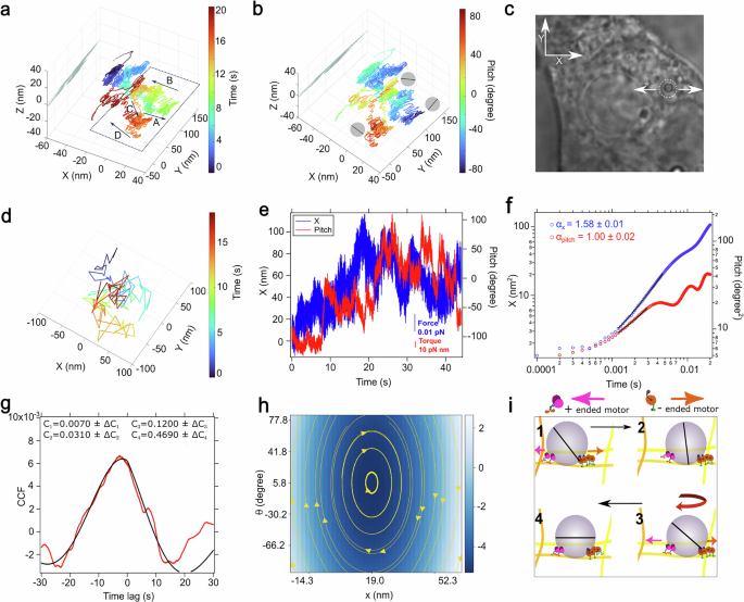 Fig. 2: Tug-of-war like motion demonstrated by phagosome.