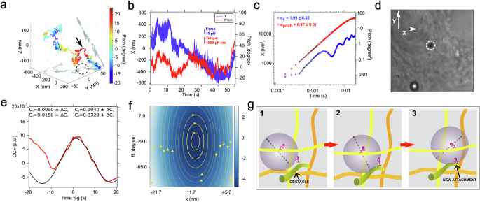 Fig. 3: Trajectory of phagocytosed bead while encountering an obstacle.