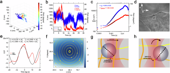 Fig. 4: Change in plane of motion as point of attachment changes from horizontal to a vertical filament.