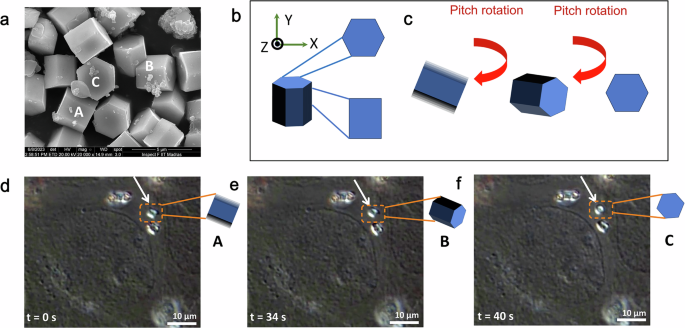 Fig. 5: Complete rotation of phagocytosed hexagonal NaYF4 crystals under intracellular activity in absence of optical trap (A) Scanning Electron Microscopy(SEM) images of NaYF4 crystals with hexagonal prism shape.