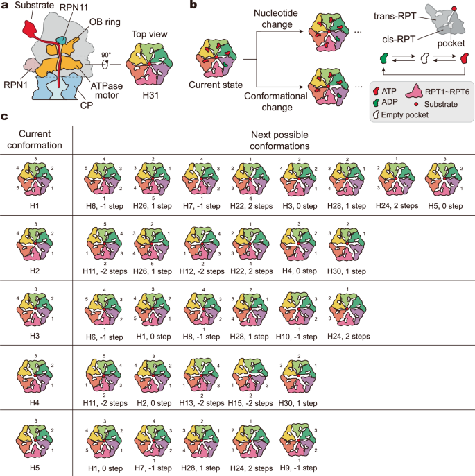 Fig. 1: Model for substrate unfolding and translocation in the ATPase motor.