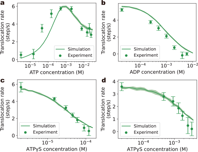Fig. 2: Simulated translocation rates in comparison with experimental observations.