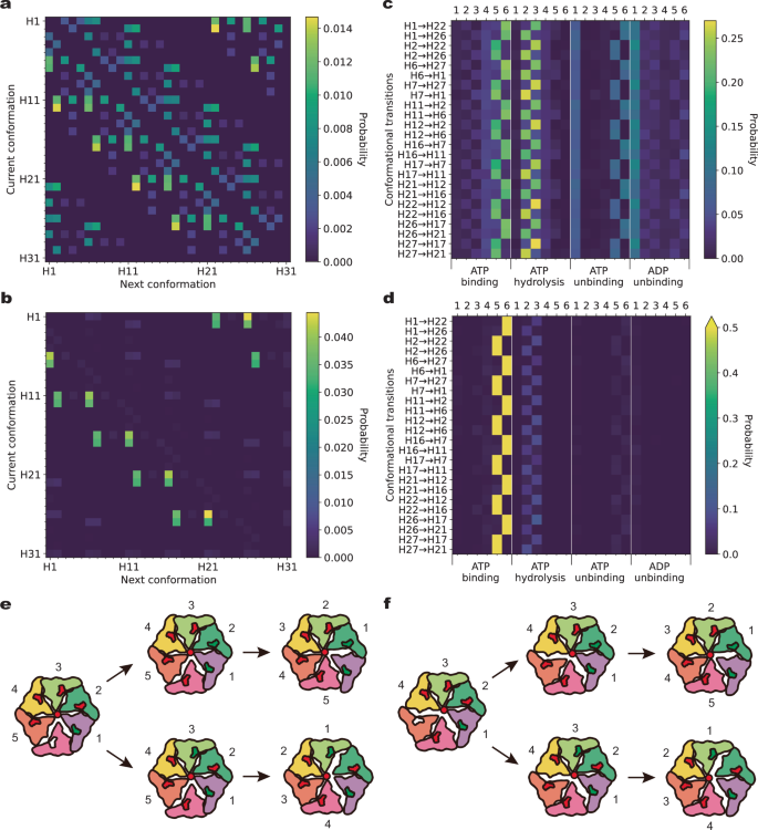 Fig. 3: Multiplicity of state transitions in the ATPase motor during substrate translocation.