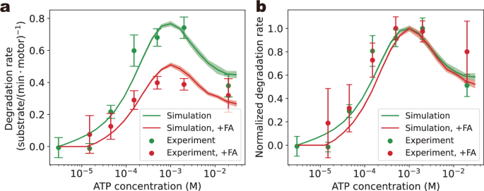 Fig. 4: Degradation of substrate proteins with tight domains.