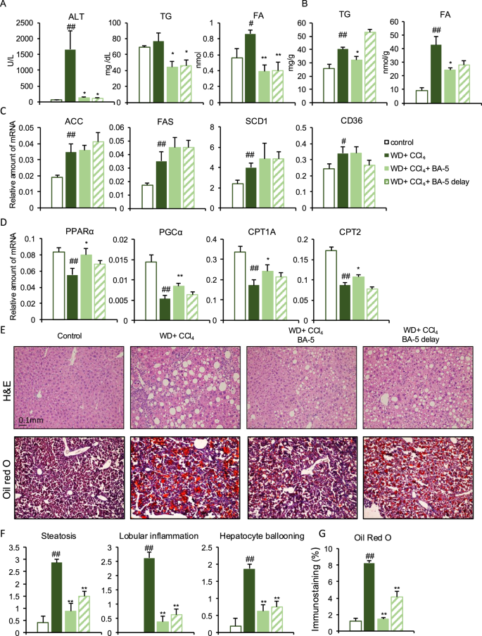 Fig. 2: Blood and hepatic lipid profile in WD + CCl4 treated mice.
