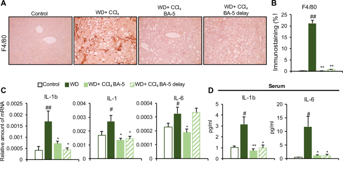 Fig. 3: Effects of BA-5 treatment on WD + CCl4-induced inflammation in mice.
