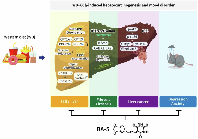 Fig. 9: Proposed mechanisms of how BA-5 alleviates WD + CCl4 -induced fatty liver, fibrosis/cirrhosis, HCC, and associated mood disorder in mice.
