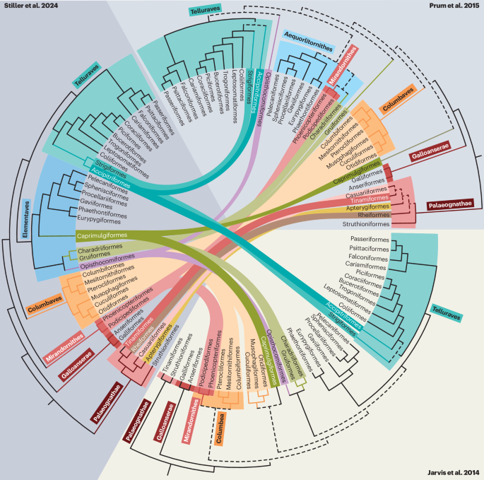 Phylogenomic incongruence in the avian tree