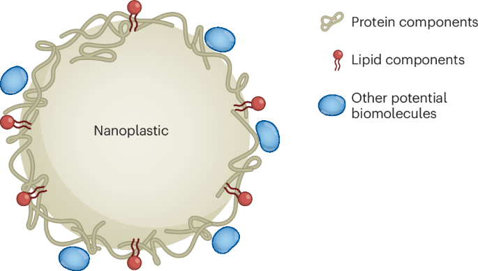 Fig. 1: The plastic nanoparticle corona.