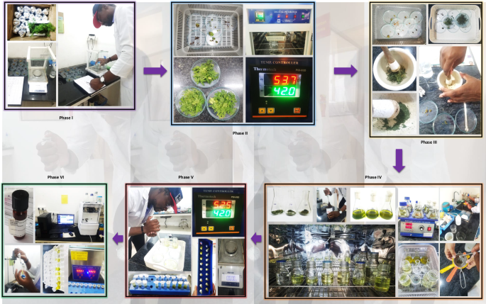 Fig. 12: Workflow of sample processing, solvent extraction, and analysis of artemisinin content.