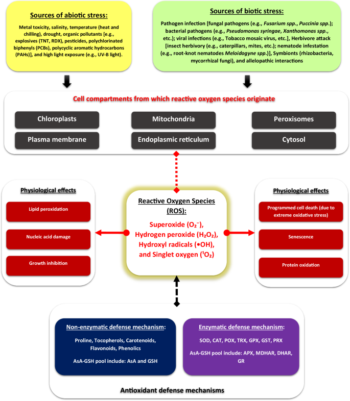Fig. 1: A conceptual model of the plant antioxidant defense network activated in response to stress-induced reactive oxygen species (ROS) production.