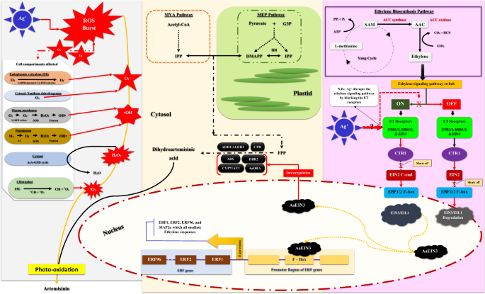 Fig. 2: A conceptual model for the dual role of silver ions in modulating stress and metabolic pathways in Artemisia annua L. callus.