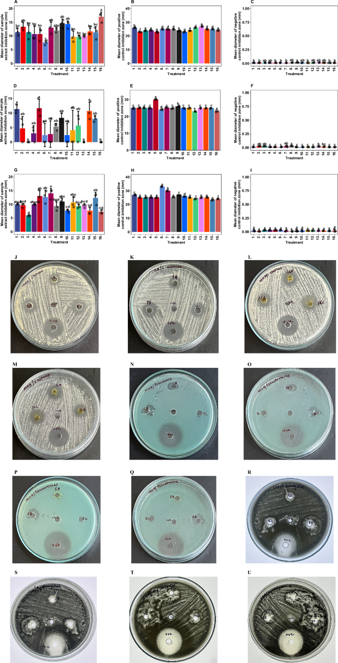 Fig. 6: Antimicrobial and antifungal activity of A. annua callus extracts.