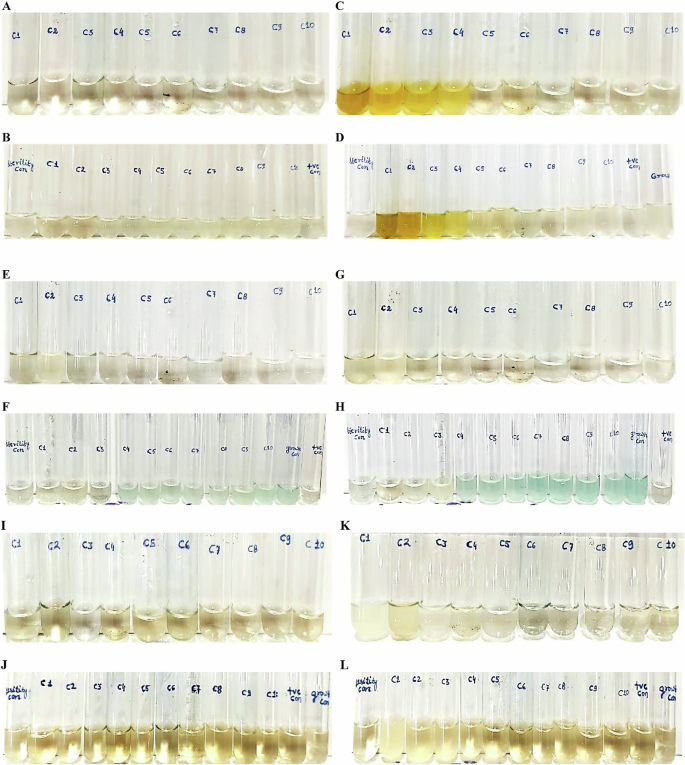 Fig. 7: Antimicrobial and antifungal minimum inhibitory concentration (MIC) of lead A. annua extracts.