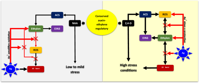 Fig. 9: The context-dependent role of Ag+ elicitor in the modulation of stress responses in callus cultures derived from leaf explant(s) of Artemisia annua L.