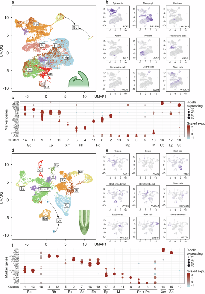 Fig. 1: Characterization of cell populations in Arabidopsis shoot and root apices.