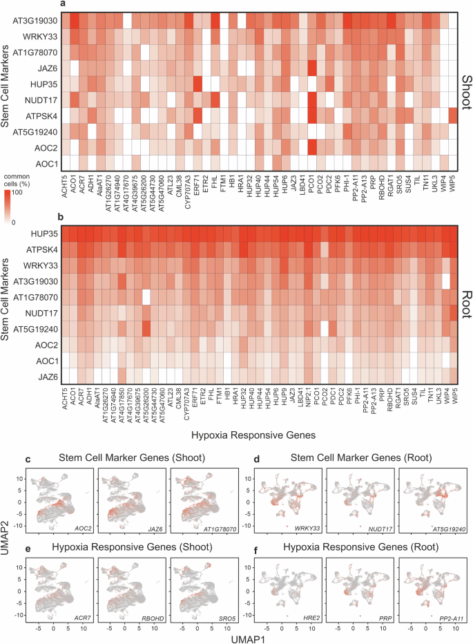 Fig. 2: Hypoxia-responsive genes co-express with stem cell markers in plant meristems.